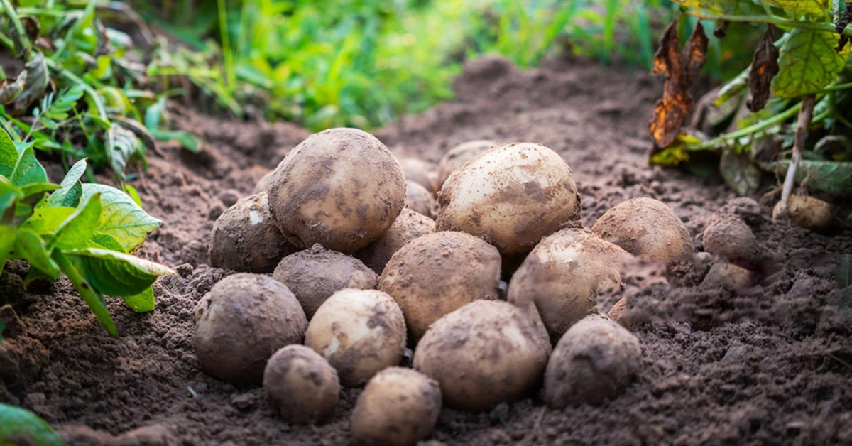 भारत में आलू की खेती करने वाले किसानों को ये 5 किस्में देगी ज़बरदस्त मुनाफा !